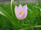 Tulipa Lilac Wonder (2009, April 21)