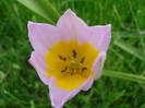 Tulipa Lilac Wonder (2009, April 21)