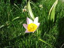 Tulipa Lilac Wonder (2009, April 22)