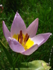 Tulipa Lilac Wonder (2010, April 18)