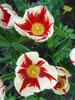 Tulipa Happy Generation (2010, April 30)
