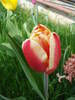 Tulipa Leen van der Mark (2009, April 13)