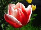 Tulipa Leen van der Mark (2010, April 21)