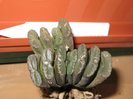 Haworthia truncata