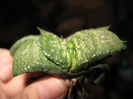 Gasteria glomerata