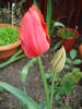 Tulipa Orange Bouquet (2009, April 26)