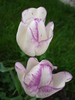 Tulipa Shirley (2010, April 23)