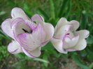 Tulipa Shirley (2010, April 24)