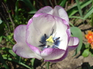 Tulipa Shirley (2010, April 26)