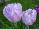 Tulipa Shirley (2010, April 30)