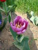 Tulipa Violet Purple (2009, April 10)