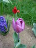 Tulipa Violet Purple (2009, April 13)