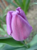 Tulipa Violet Purple (2010, April 18)