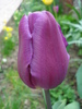 Tulipa Violet Purple (2010, April 24)