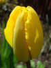 Tulipa Blushing Apeldoorn (2010, Apr.21)