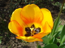 Tulipa Blushing Apeldoorn (2010, Apr.24)