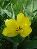 Tulipa Golden Apeldoorn (2009, April 06)