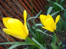 Tulipa Golden Apeldoorn (2010, April 18)