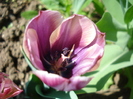 Tulipa Atlantis (2010, May 01)