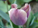 Tulipa Atlantis (2010, May 02)