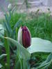 Tulipa Queen of Night (2009, April 19)