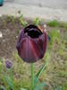 Tulipa Queen of Night (2009, April 26)