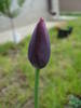 Tulipa Queen of Night (2009, April 26)