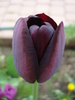 Tulipa Queen of Night (2010, April 23)