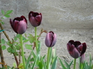 Tulipa Queen of Night (2010, April 24)