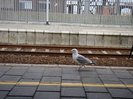 DSC00430