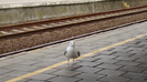 DSC00434