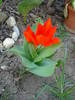 Tulipa Praestans Fusilier (2009, April 10)