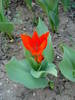 Tulipa Praestans Fusilier (2009, April 10)