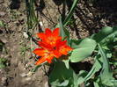 Tulipa Praestans Fusilier (2009, April 16)