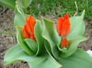 Tulipa Praestans Fusilier (2010, April 05)