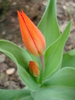 Tulipa Praestans Fusilier (2010, April 05)