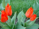 Tulipa Praestans Fusilier (2010, April 08)
