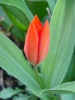 Tulipa Praestans Fusilier (2010, April 08)