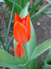 Tulipa Praestans Fusilier (2010, April 08)