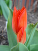 Tulipa Praestans Fusilier (2010, April 08)