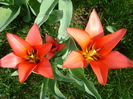 Tulipa Toronto (2010, April 07)