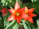 Tulipa Toronto (2010, April 07)