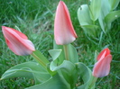 Tulipa Toronto (2010, April 08)