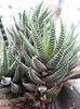 Haworthia fasciata f browniana