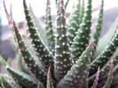 Haworthia reinwardtii