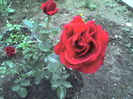 trandafir no name