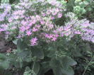 sedum spectabile