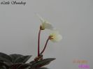 Little Sundrop 31-03-2011 floare