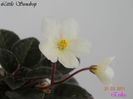 Little Sundrop 31-03-2011