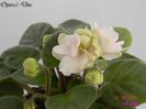 Opera_s Doc 31-03-2011 floare